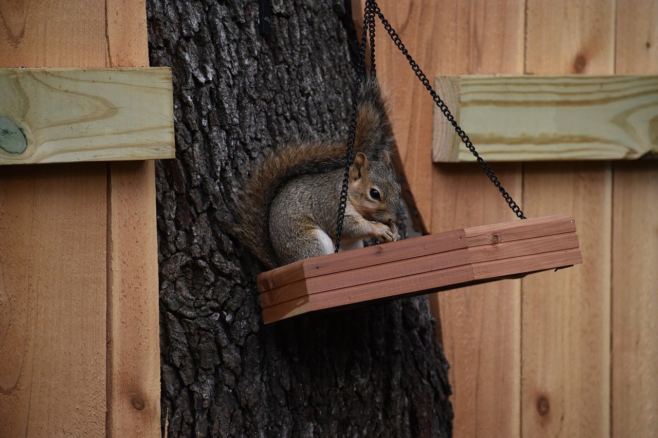 How to Help Your Pet Adjust to a New Feeding Schedule